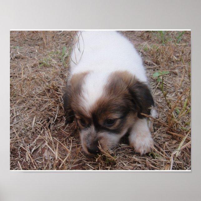 Pôster Encaixe de cães (Frente)