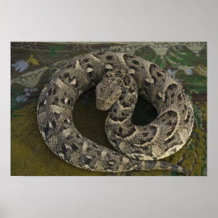 Pôster Encantador de serpentes, víbora-africana Bitis