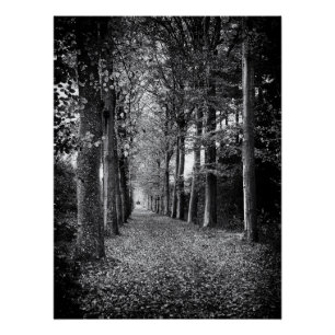 Pôster Encantadora foto em preto e branco da floresta