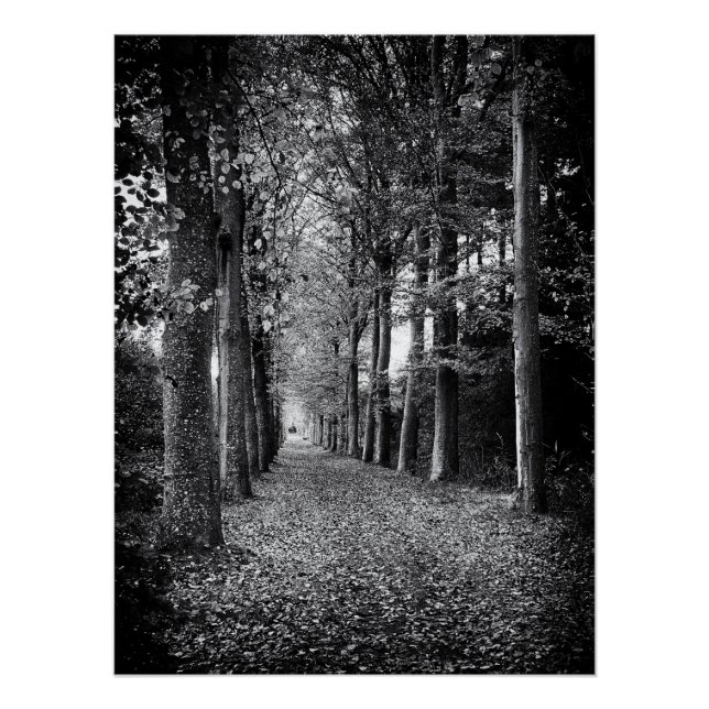 Pôster Encantadora foto em preto e branco da floresta (Frente)