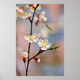 Poster Encantando Flores Apricot Japonesas