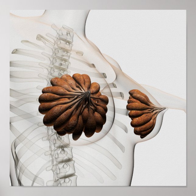 Pôster Encerramento Das Glândulas Mamárias Femininas (Frente)