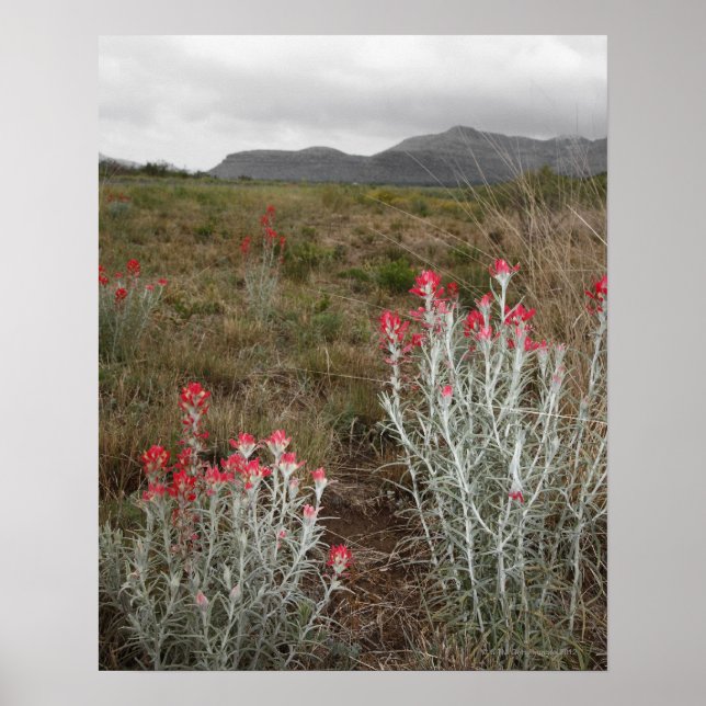 Poster Encerramento das plantas do deserto, Del Rio, Texa (Frente)