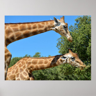 Poster Encerramento de duas girafas de férias