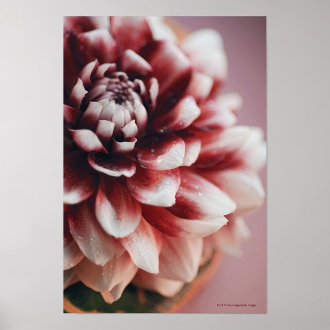 Poster Encerramento de gotas de água numa flor (Frente)