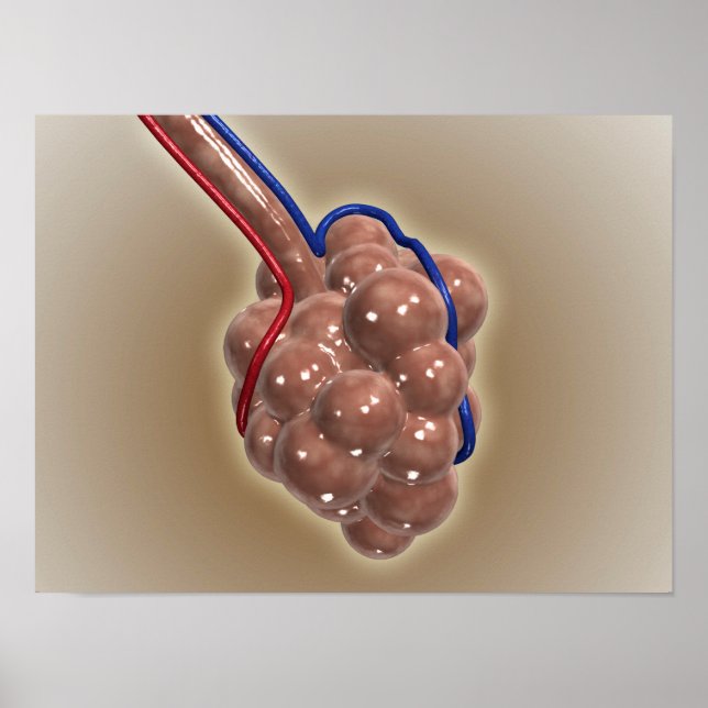 Poster Encerramento Do Alveolus (Frente)