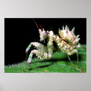 Poster Encerramento Do Hottentot Mantis