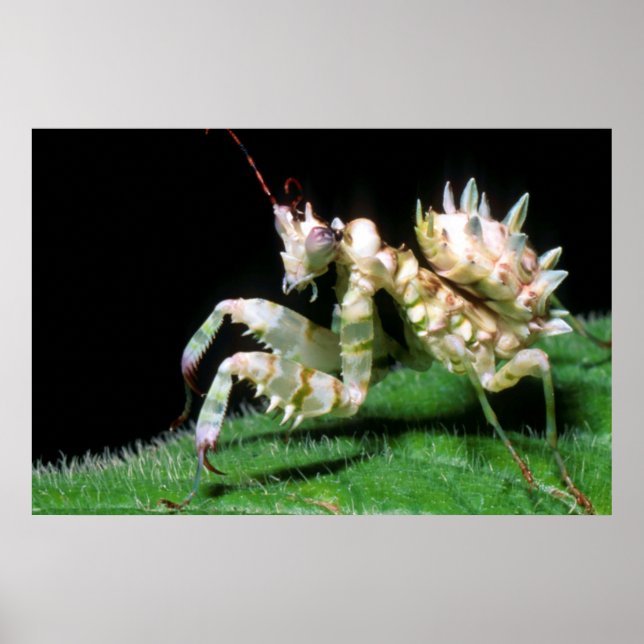 Poster Encerramento Do Hottentot Mantis (Frente)