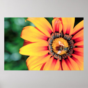 Pôster Encerramento Extremo De Uma Abelha Que Coleta O Pó