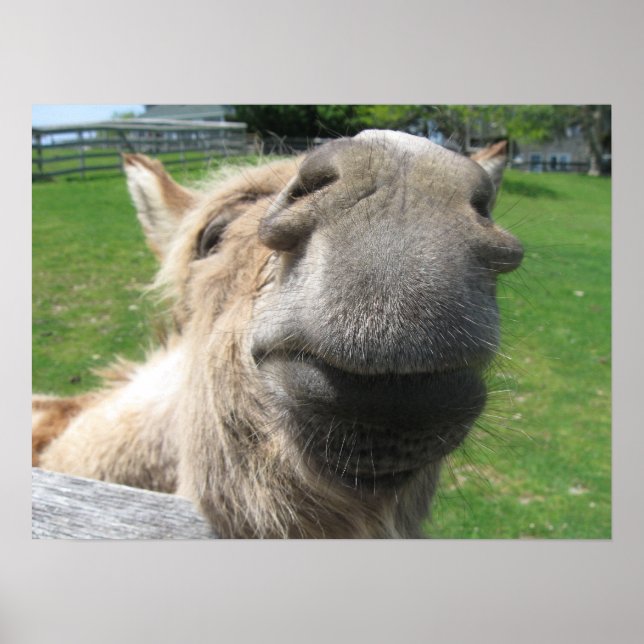 Poster Encerre o Burro (Frente)