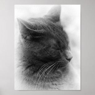 Pôster Encontre a Magnífica Cinza Imperiosa Gato