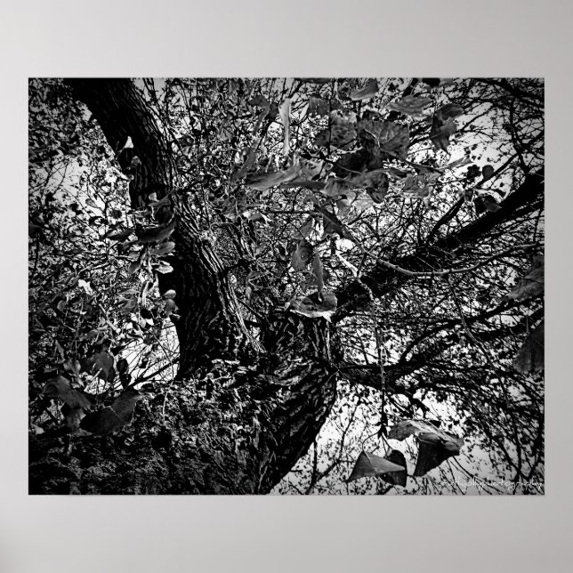 Poster encontre-me nas árvores (Frente)