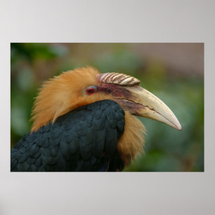 Poster Encontro com o Hornbill do Male Blyth