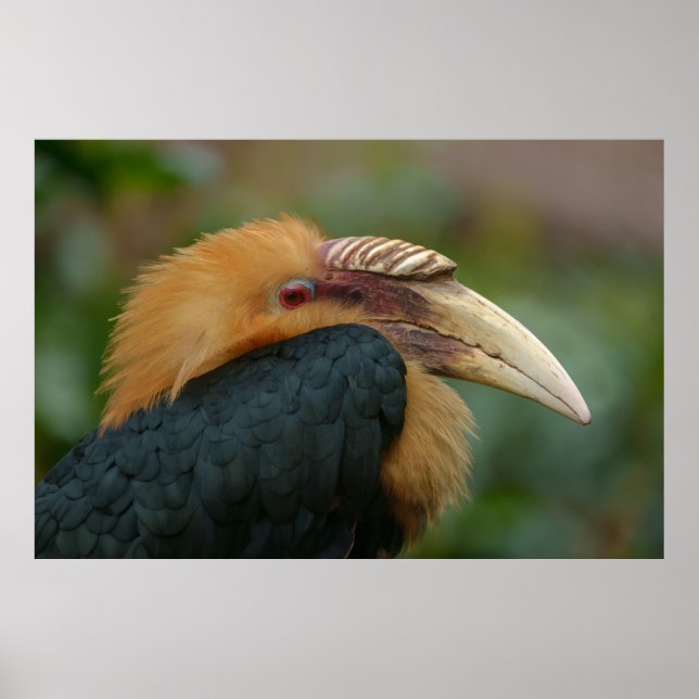 Poster Encontro com o Hornbill do Male Blyth (Frente)