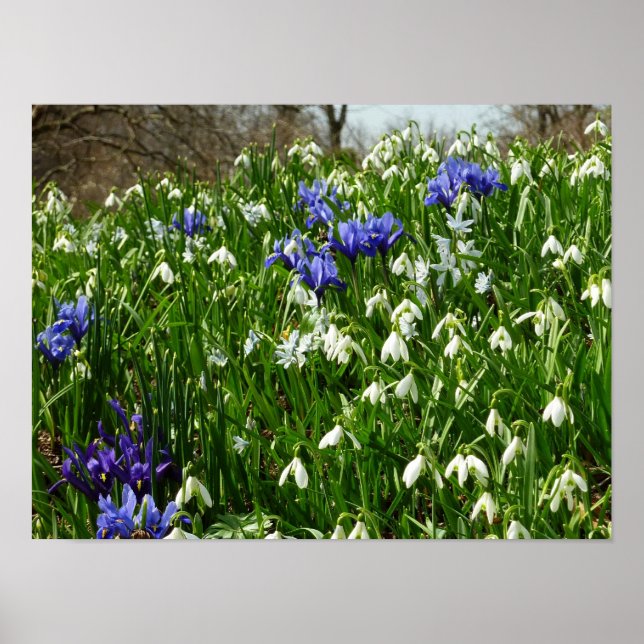 Poster Encosta de Flores de Primavera Paisagem (Frente)