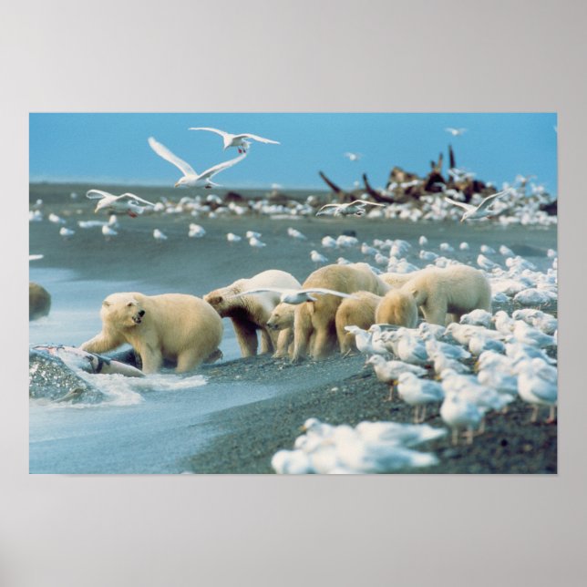 Poster Encosta Norte, Alasca. Ursos Polares Ursus (Frente)
