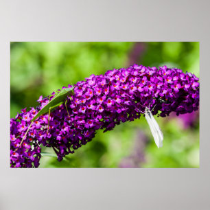 Poster energia katydid