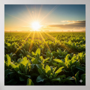 Poster Energia vital da Sun