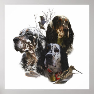 Poster English Setter, caça de pássaros