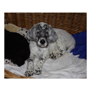 Pôster English Setter Puppy