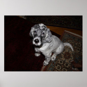 Pôster English Setter Puppy
