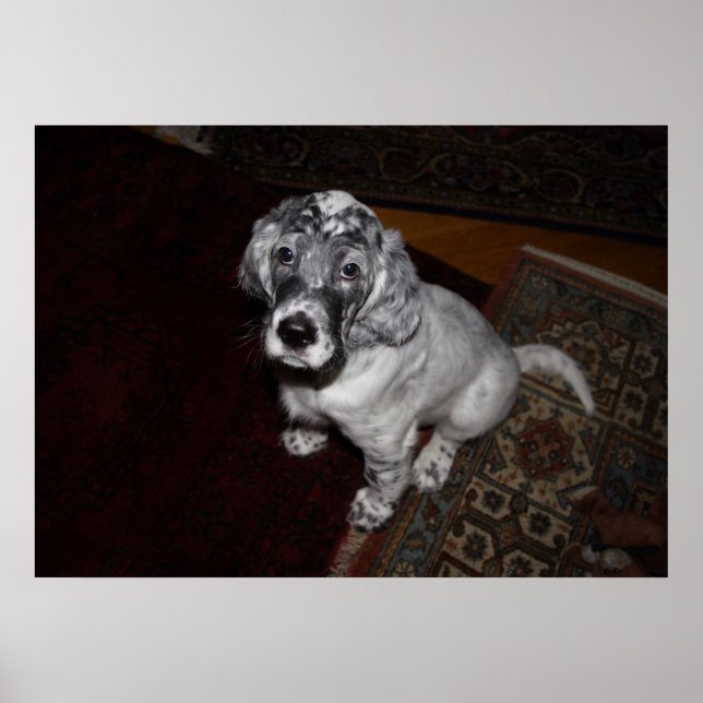 Pôster English Setter Puppy (Frente)
