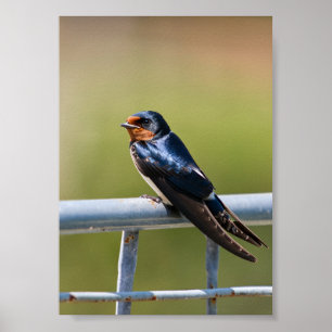 Poster Engolir o celeiro de Elegância perfurado na cerca