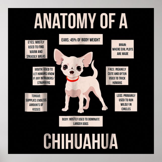 Poster Engraçada Anatomia Do Presente De Um Chihuahua (Frente)