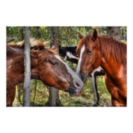 Pôster Engraçado Chestnut Stallion & Mare em uma foto da 