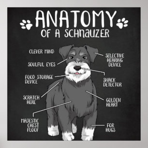 Poster Engraçado Dar Anatomia A Um Schnauzer