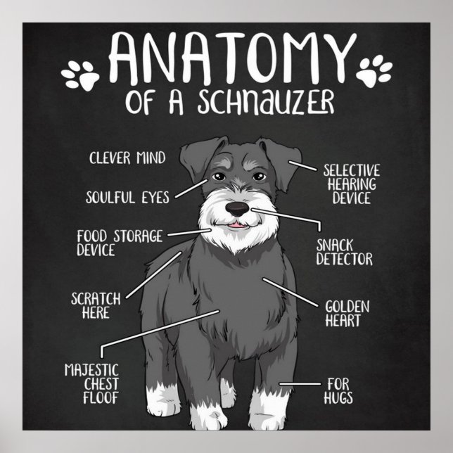 Poster Engraçado Dar Anatomia A Um Schnauzer (Frente)