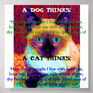 Poster engraçado do gato