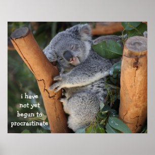 Poster engraçado do urso de Koala; Procrastinaç