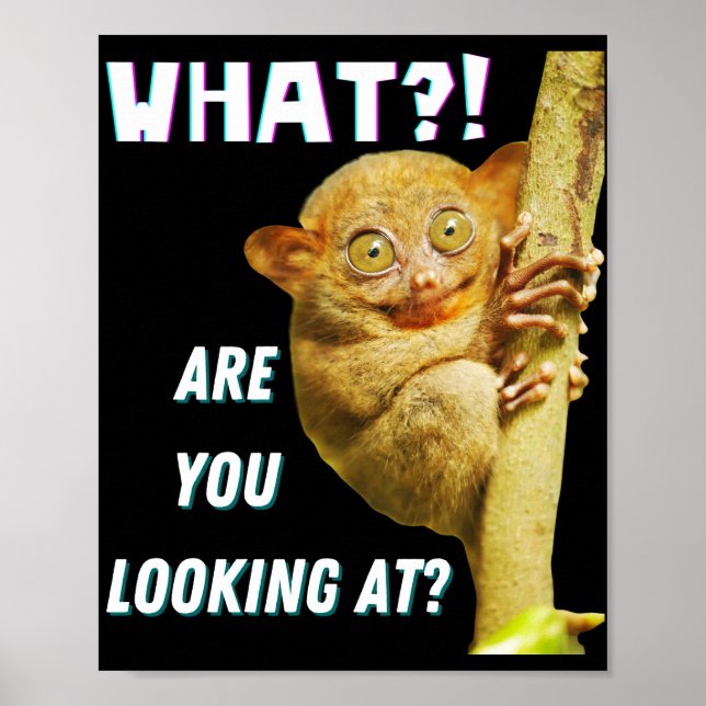 Poster Engraçado, Grande Olho Tarsier O Que Você Está Olh (Frente)