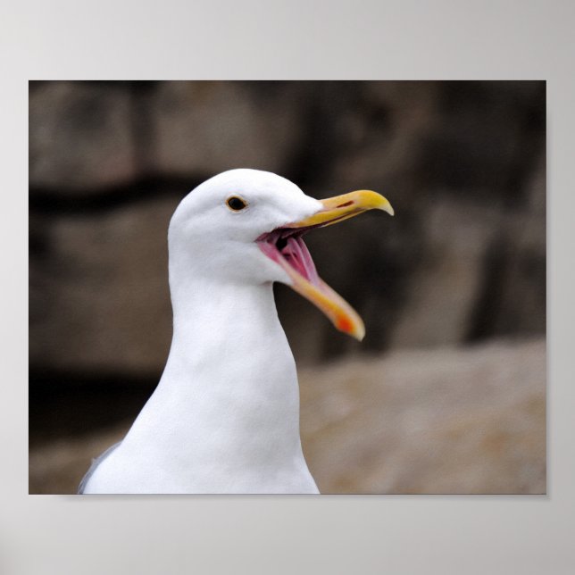 Poster ENGRAY Seagull (Frente)