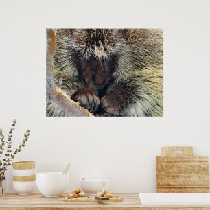 Pôster Enigma da Natureza