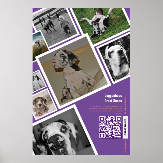 Poster Enorme cachorro à venda (Frente)