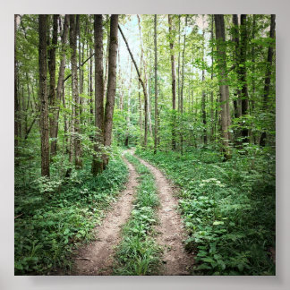 Poster Entrando na floresta