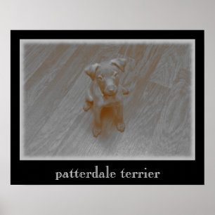 Poster envelhecido Terrier da fotografia de