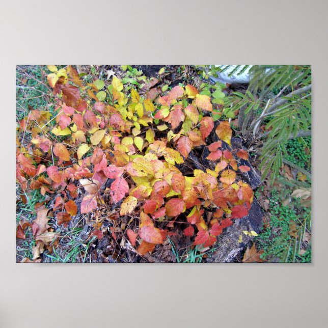 Pôster Envenenamento por queda (Frente)