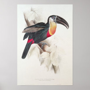 Pôster Enxofre e Toucan breasted branco, século XIX