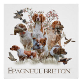 Pôster Epagneul Breton, Bretanha Spaniel