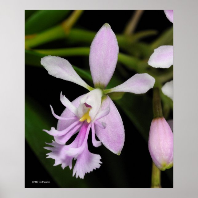 Poster Epidendrum caligarium (Frente)