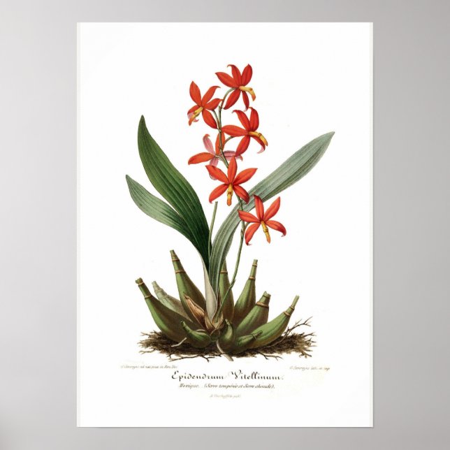 Poster Epidendrum vitellino (Frente)