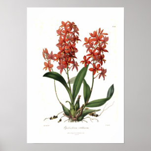 Pôster Epidendrum Vitellinum