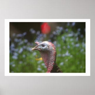 Pôster Episando Tom