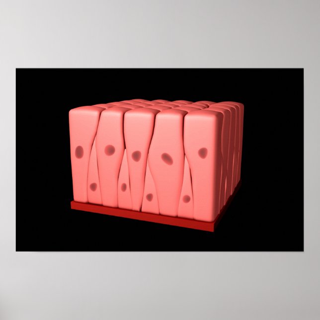 Pôster Epithélio Columnar Pseudoestratificado (Frente)