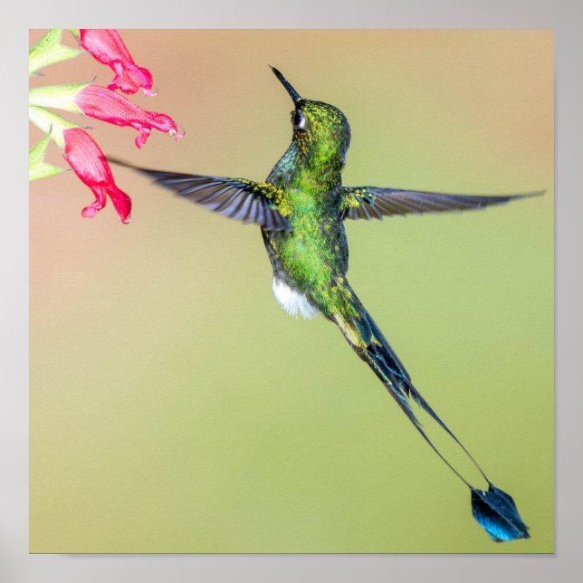 Poster Equador Hummingbird com Penas de Cauda Longa (Frente)