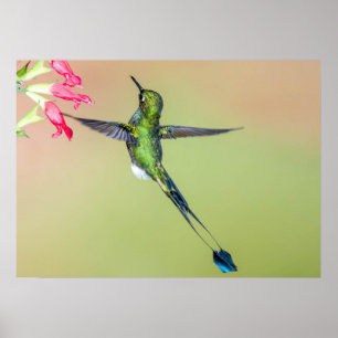 Poster Equador Hummingbird com Penas de Cauda Longa