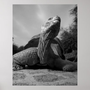 Pôster Equador, Parque Nacional Ilhas Galápagos, Santa